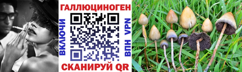 Галлюциногенные грибы Psilocybe  Купить  Кяхта 